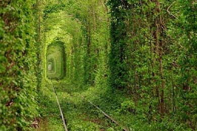 Nature Wallpapers / Grass Wallpapers Download HD Wallpapers And ...