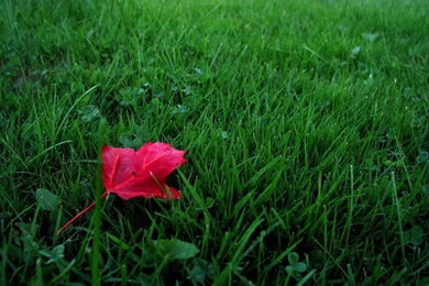 Red Leaf On Grass Wallpapers