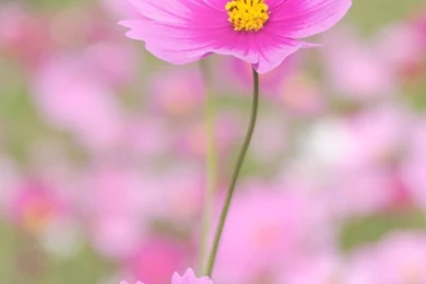 Nature Happy Gesang Flower iPhone 6 Wallpapers Download