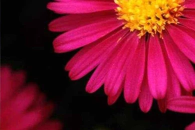 Gallery For   Iphone Wallpapers Flowers Hd