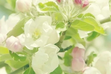 Nature Pure Spring Flower Branch iPhone 6 Wallpapers Download ...