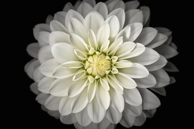 Black and white Flower