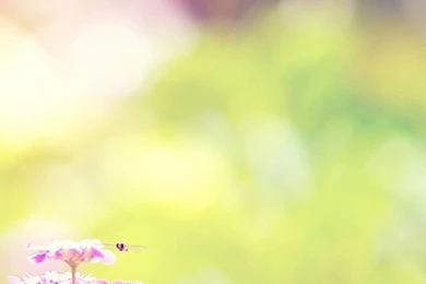 Dreamy Sunshine Bright Flower Bokeh iPhone 6 Wallpapers Download ...