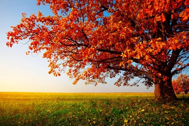 Gallery For   Autumn Trees Desktop Wallpapers