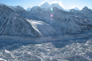 Neptune Flower Wallpapers   (