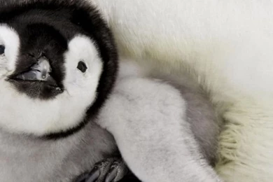 Baby Penguin iPhone 5 Wallpapers