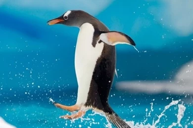 Penguin iPhone 5s Wallpapers