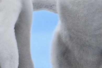 Baby Penguins iPhone 5 Wallpapers