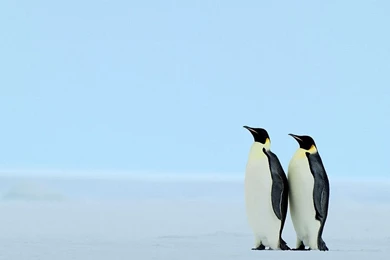 Penguins iPad Wallpapers