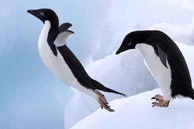 Penguins iPad Wallpapers