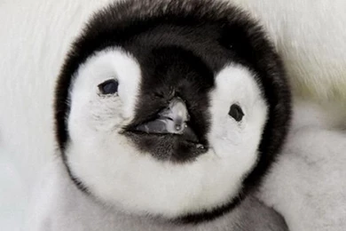 Download Wallpapers 750x1334 Penguin, Baby, Lie Down, Taking Care ...