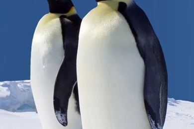 King Penguins Having A Meeting HD Desktop Wallpapers : Widescreen ...