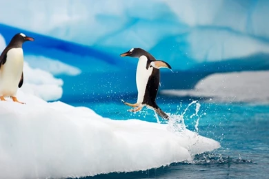 Penguin Wallpapers