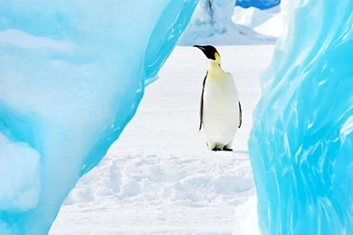 Penguin iPhone 5s Wallpapers