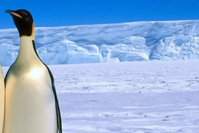 Penguins iPhone 5 Wallpapers