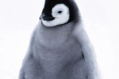 Penguin Wallpapers   Page 3 Of 3   IOSWalls.com