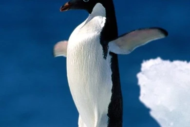 Retina Display Iphone Wallpapers