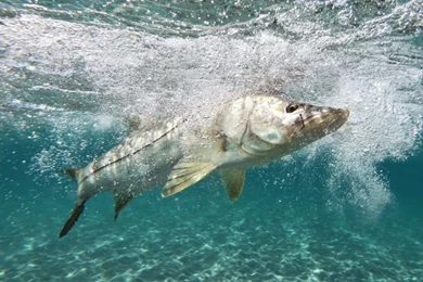 Fishing For Florida's Snook.