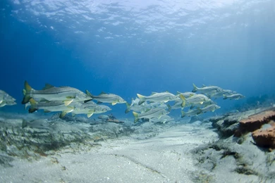 Snook Fishes Photo And Wallpaper. Cute Snook Fishes Pictures