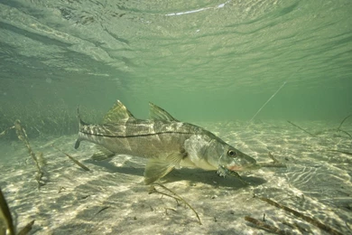 HD   Clear Water Snook   Florida Sportsman