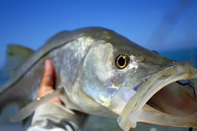 Nice Snook Photo And Wallpaper. Cute Nice Snook Pictures
