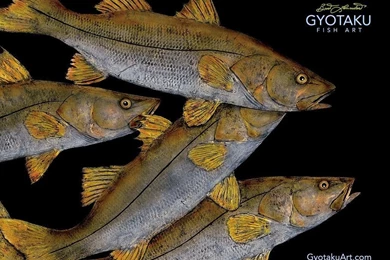 Gyotaku Downloads And Wallpapers