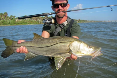 Snook Are On Fire