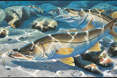 Thomas Krause Limited Edition Fish Prints