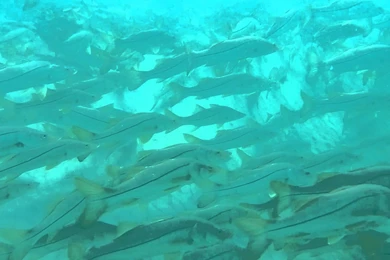 Snook School   YouTube