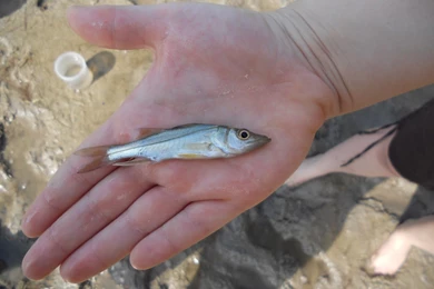 Just Because It's Small And Shiny Doesn't Mean It's Bait! – The ...