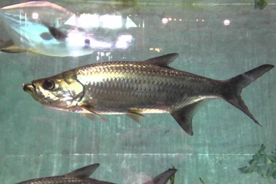 The Saltwater Aquarium At The World Wide Sportsman In Islamorada ...