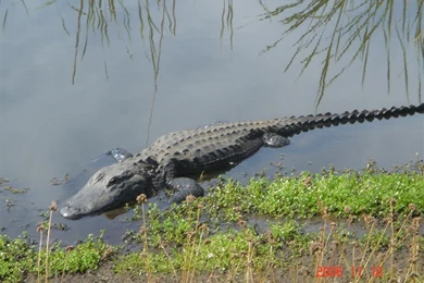 Wedding Attractions/Entertainment In Venice, FL, USA   Wedding Mapper