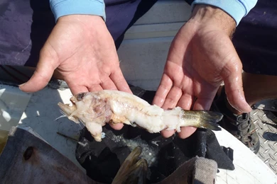 From Reefs To Rivers: Florida's Fisheries Science Blog: Battle Of ...