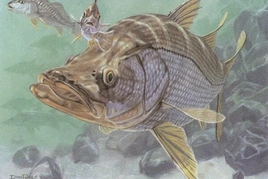 Wallpapers Snook Fishing Texas Gulf Coast 800x600