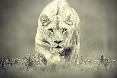 African Lion Wallpapers In HD