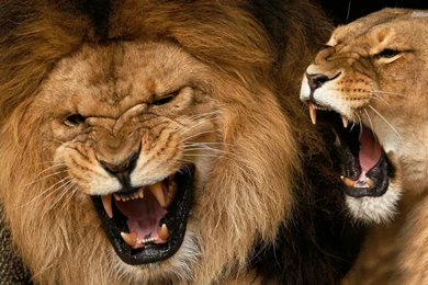 Growling Lions Wallpapers   Animal Wallpapers