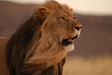 angry lion wallpapers hd