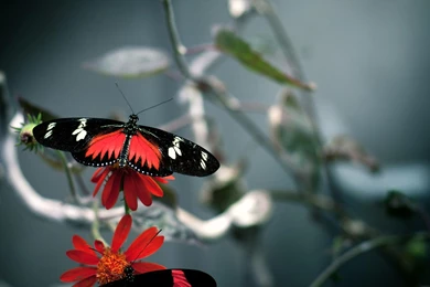 Wallpapers Tagged With BUTTERFLY
