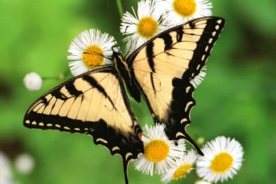 Butterfly HD Wallpapers