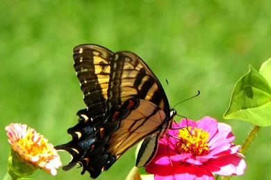 Butterfly Wallpapers Hd   Widescreen HD Wallpapers