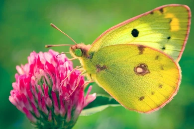 Beautiful Butterfly Wallpapers HD Pictures