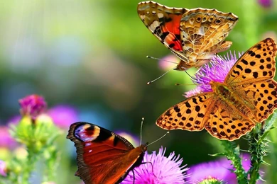 Butterfly Wallpapers Free Download HD Wallpapers Pretty