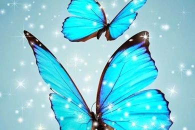 Aqua Butterfly Hd Wallpapers   123mobileWallpapers.com