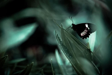 Butterfly Wallpapers HD For PC Free 38419 Full HD Wallpapers Desktop ...