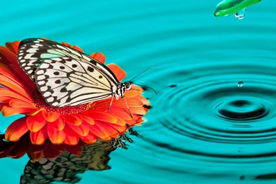 Wallpapers Tagged With BUTTERFLY