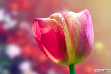Gallery For   Animated Flower Desktop Wallpapers