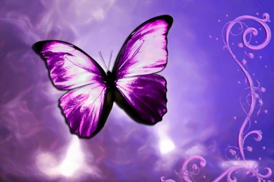 Blue Butterfly Wallpapers Hd