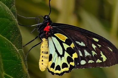 Hd Wallpapers Of Butterfly   All Wallpapers New