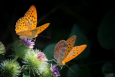 Full HD 1080p Butterfly Wallpapers HD, Desktop Backgrounds 1920x1080