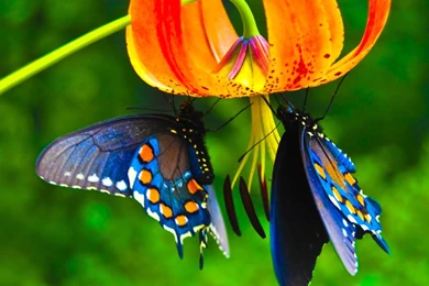 Beautiful Butterfly Wallpaper Backgrounds Hd